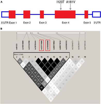 A Functional Variant of CXCL16 Is Associated With Predisposition to Sepsis and MODS in Trauma Patients: Genetic Association Studies